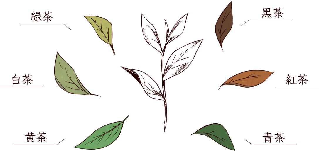 茶葉とお茶の種類